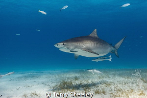 Tiger shark encounters @ Fish Tales, Bahamas by Terry Steeley 
